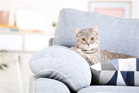 Picking The Best Couch Material For Cats - Cats And Furniture ...