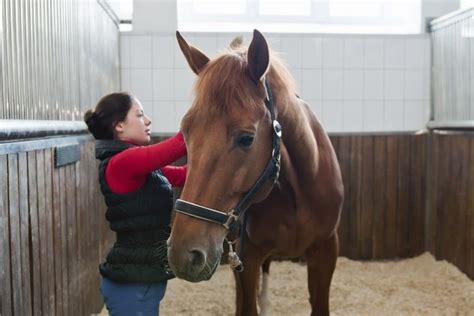 General Horse Care Guidelines - Petfinder