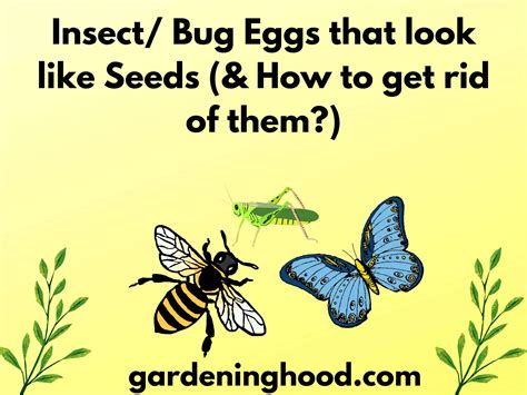 Insect/ Bug Eggs that look like Seeds (& How to get rid of them?)