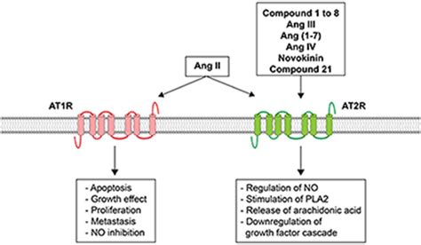 Update on Angiotensin II Subtype 2 Receptor: Focus on Peptide and Nonpeptide Agonists ...