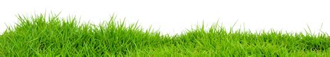 Grass Png Image Green Grass Png Picture Transparent HQ PNG Download | FreePNGImg