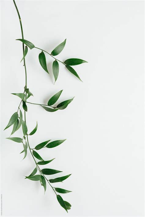 "Italian Ruscus Leaves On White" by Stocksy Contributor "Kristin Duvall ...