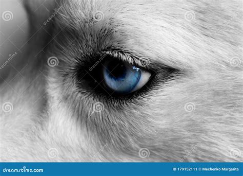 Cute White Wolf Pup With Blue Eyes