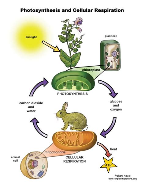 Cellular Respiration Related Photosynthesis