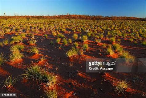 45 Gibson Desert Plants Stock Photos, High-Res Pictures, and Images ...