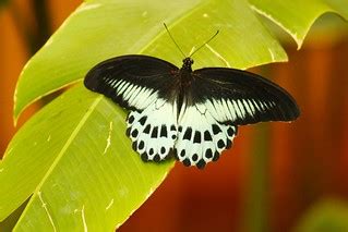 Black & White Butterfly!!! | Natesh Ramasamy | Flickr
