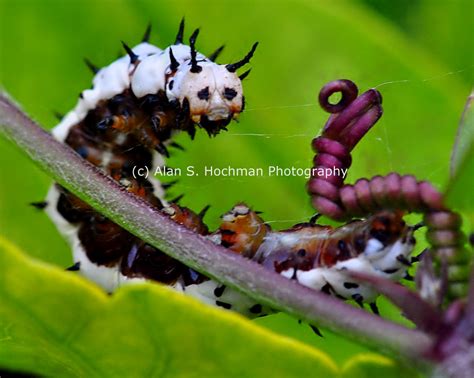 Zebra Longwing Butterfly caterpillar at Enchanted Forest Park