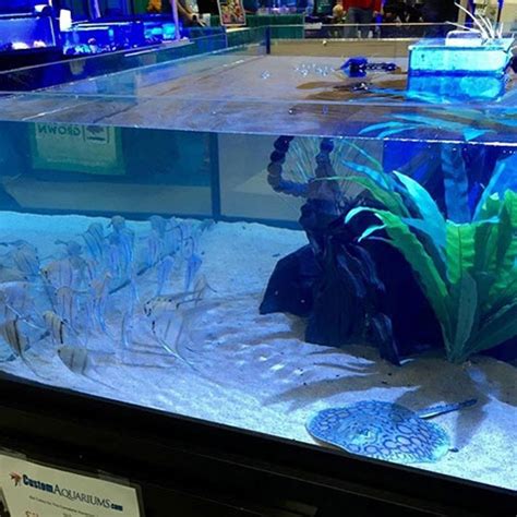 Stingray Tanks - Custom Aquariums