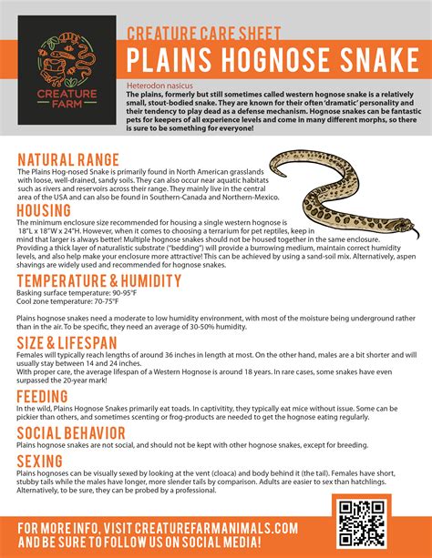 Hognose Snakes – Creature Farm