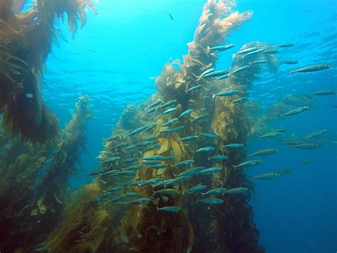 Santa Monica Pier Aquarium's Underwater Parks Day - L.A. Parent