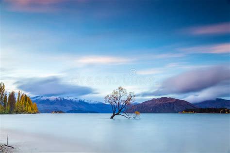 Wanaka Tree in Sunrise, New Zealand Stock Image - Image of fall, landscape: 115292043