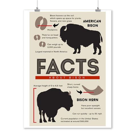 Facts About Bison – Poster | Canvas Wall Art Print - John Sneaker