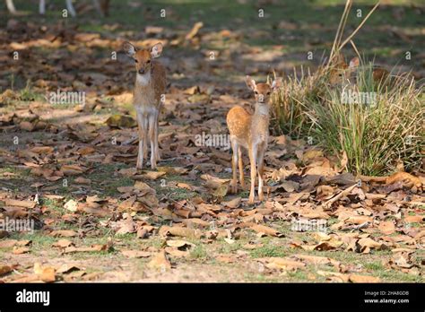 Spotted deer or Chital fawn (Axis axis) in Kanha National Park, Madhya Pradesh, India Stock ...