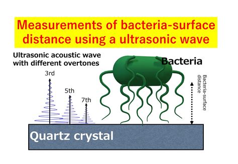 Examining the adhesion tendency of biofilm-forming bacteria on organic ...