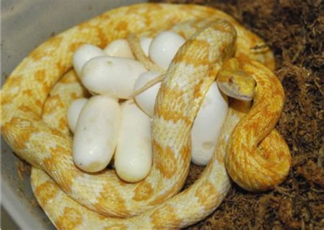 Tips for Breeding Corn Snakes - PetHelpful