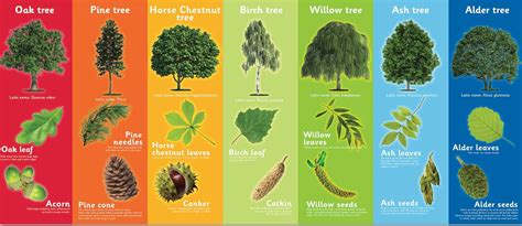 Defining native trees | Dedham Vale Tree Surgery