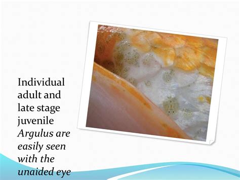 ectoparasites disease in fish