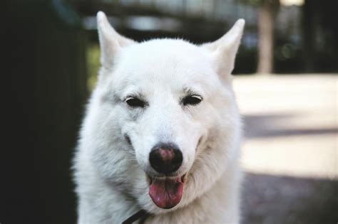 Free Stock Photo of White Dog Head | Download Free Images and Free ...