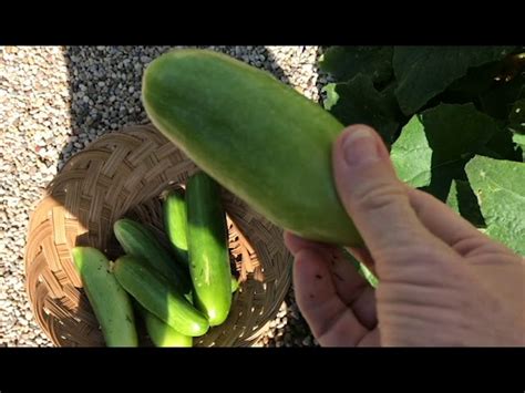 Cucumber Harvest!