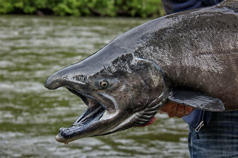 King Salmon - Where to Catch King of the Salmon - King Salmon Alaska