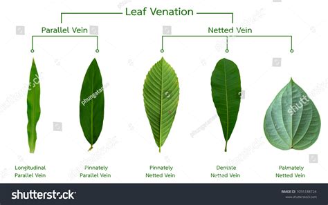 Parallel Venation Leaves Photos, Images & Pictures | Shutterstock