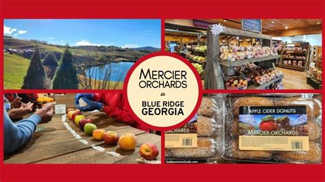 From Orchard to Table: Indulge in Nature's Bounty at Mercier Orchards - YouTube