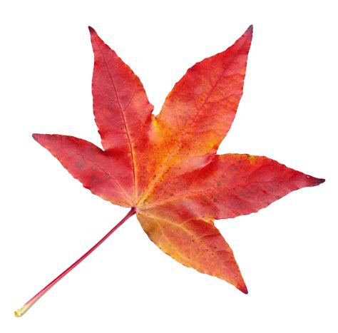 Autumn Leaf PNG Image - PurePNG | Free transparent CC0 PNG Image Library