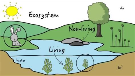 Unit 3: Ecosystems | KLU Science - YouTube