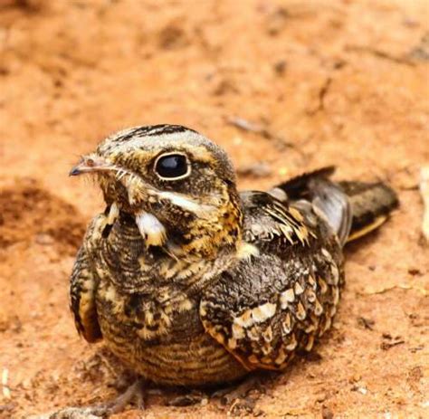 Indian nightjar | Birds of India | Bird World