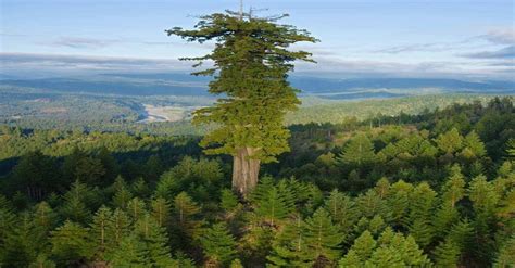 Tallest known living tree. Hyperion is the name of a coast redwood in California that was ...