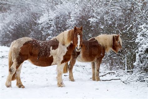 Two Horses in winter on a snowy landscape | Stock image | Colourbox