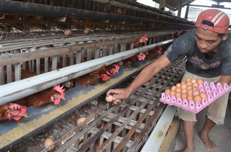 5 Rahasia Meningkatkan Produksi Telur Ayam