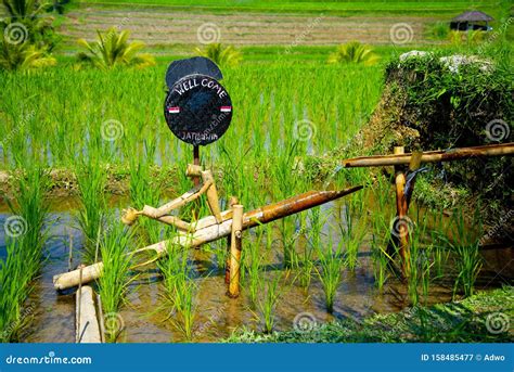 Bamboo Irrigation System stock image. Image of scenic - 158485477