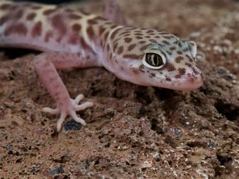 Western Banded Gecko: Care Guide & Species Profile - Everything Reptiles