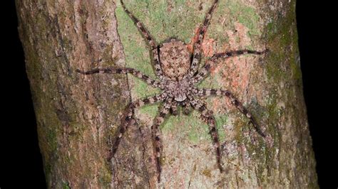 Amazon Rainforest Spiders