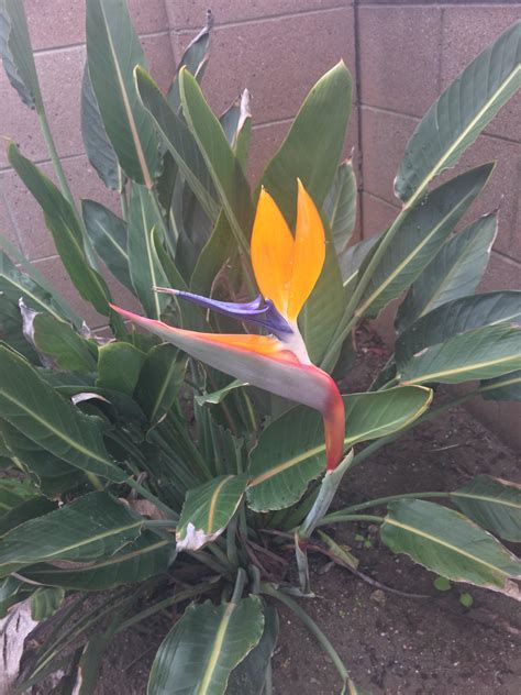 Giant Bird of Paradise in Full Bloom : r/flowers