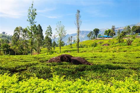 Nuwara Eliya Tea Plantation Stock Photo - Image of farm, eliya: 106784476