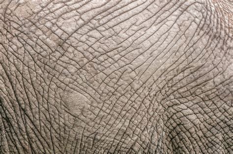 Elephant’s Skin | Sean Crane Photography