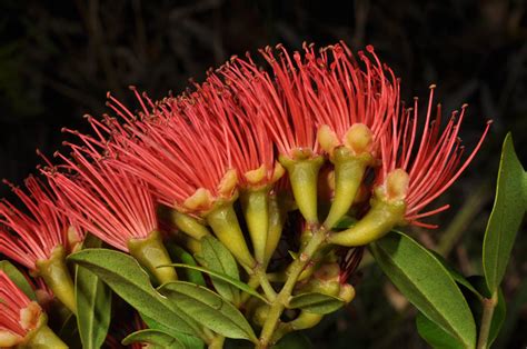 Metrosideros fulgens (Myrtaceae) image 62328 at PhytoImages.siu.edu