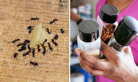 How to get rid of ants in the kitchen - 5 surprising ways to avoid an ...