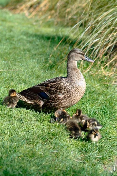 Female mallard and ducklings – Game birds – Te Ara Encyclopedia of New ...