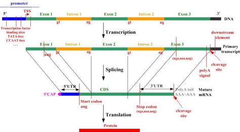 What is difference between ORF and Exon?