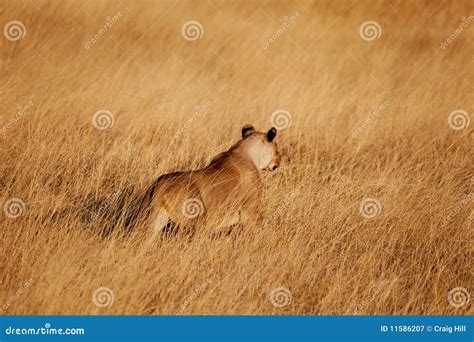 Lion Hunting Royalty Free Stock Photography - Image: 11586207