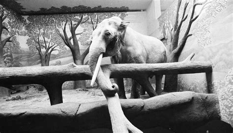 Chicago’s zoos aren’t perfect, but they have improved - Chicago Sun-Times