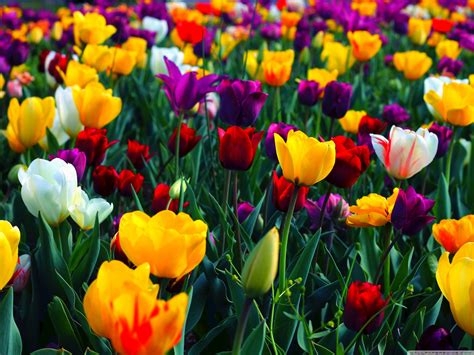 🔥 [80+] Full Hd Flowers Wallpapers | WallpaperSafari