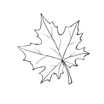 Maple Leaf Outline Printable