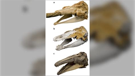 'Narluga?': Decades-old whale skull is a cross between a narwhal and a beluga | CTV News