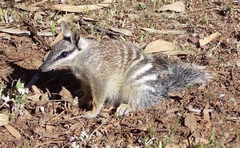 Numbat | The Animal Facts | Appearance, Diet, Habitat, Behavior, Lifespan