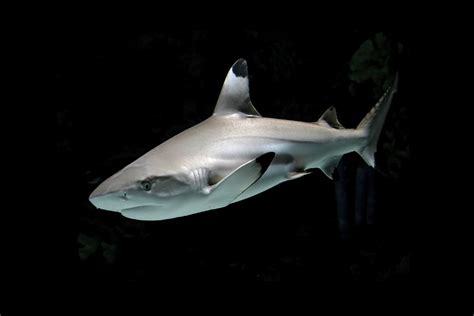 Blacktip reef shark | Animals | Monterey Bay Aquarium