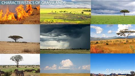 Tropical Grassland Climate